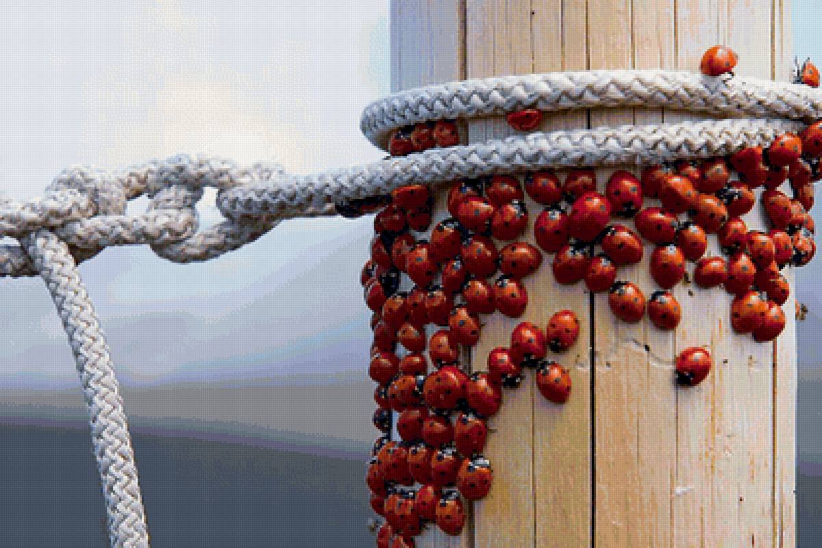 божьи коровки - божьи коровки - предпросмотр