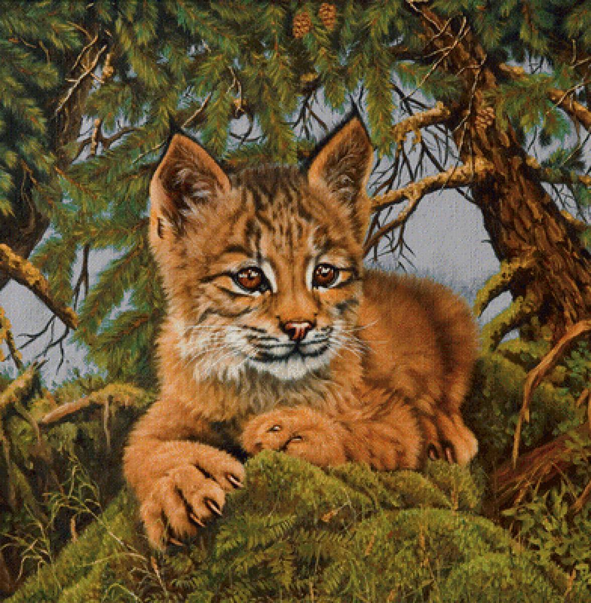 Рысенок - предпросмотр