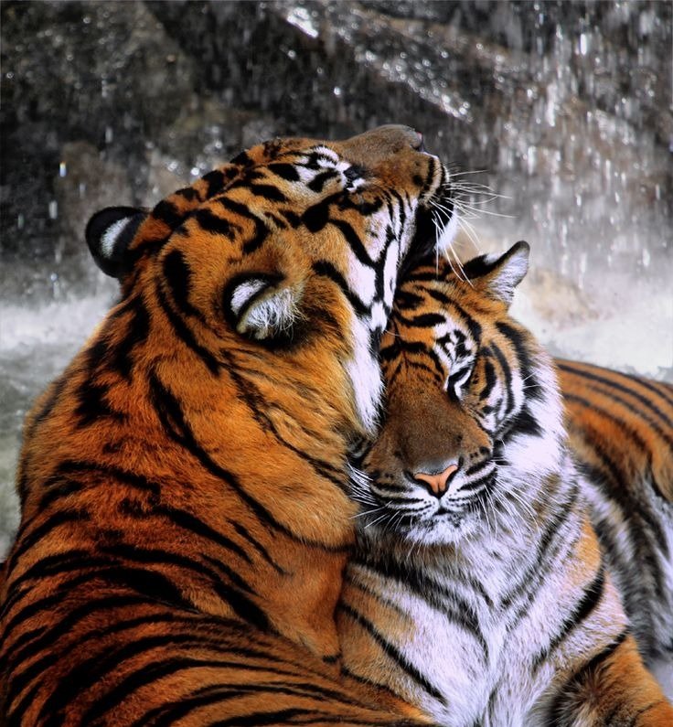 Влюбленные тигры - #тигры, #любовь - оригинал