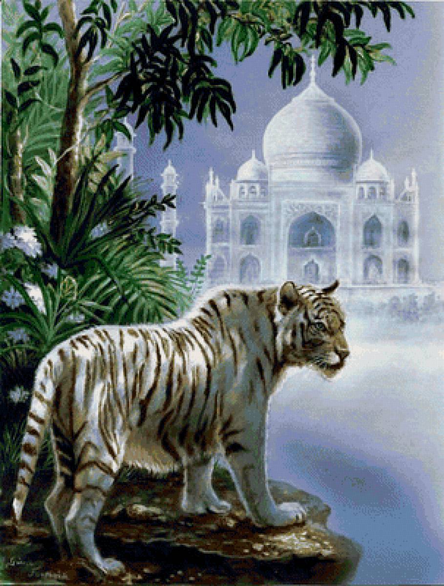 Белый тигр - животные, белый тигр, природа - предпросмотр