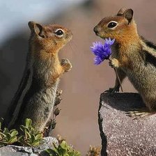 Схема вышивки «№1392987»