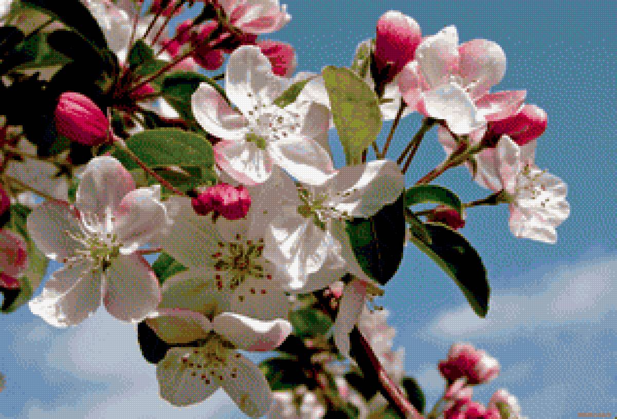 Цветущая яблоня - яблоня, цветы - предпросмотр