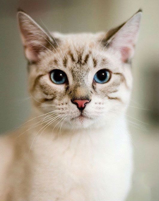 Кошка - животные, кошки - оригинал