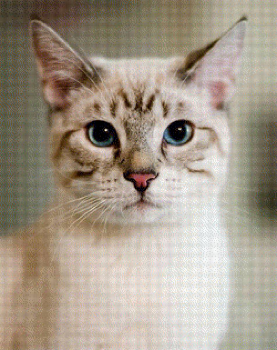 Кошка - животные, кошки - предпросмотр