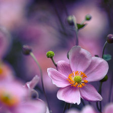 Схема вышивки «flowers»