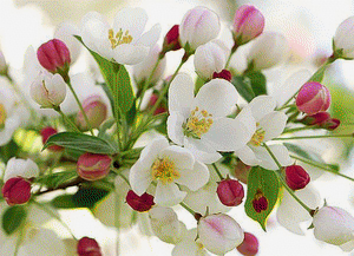 flowers - предпросмотр