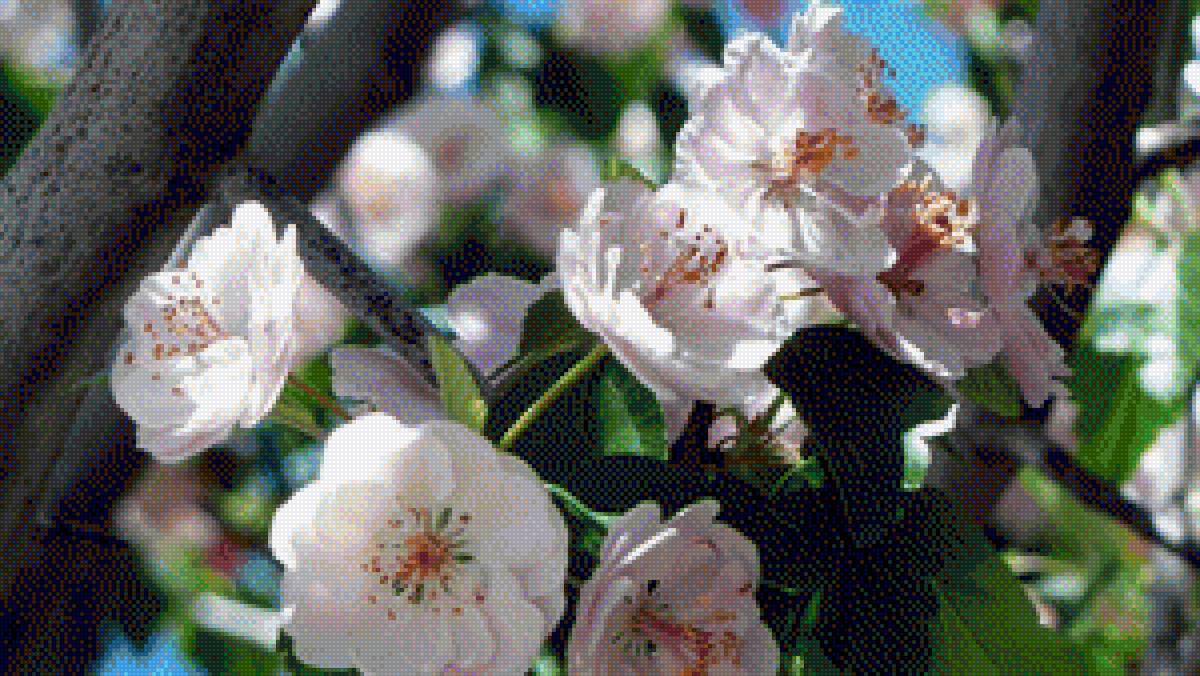 flowers - предпросмотр