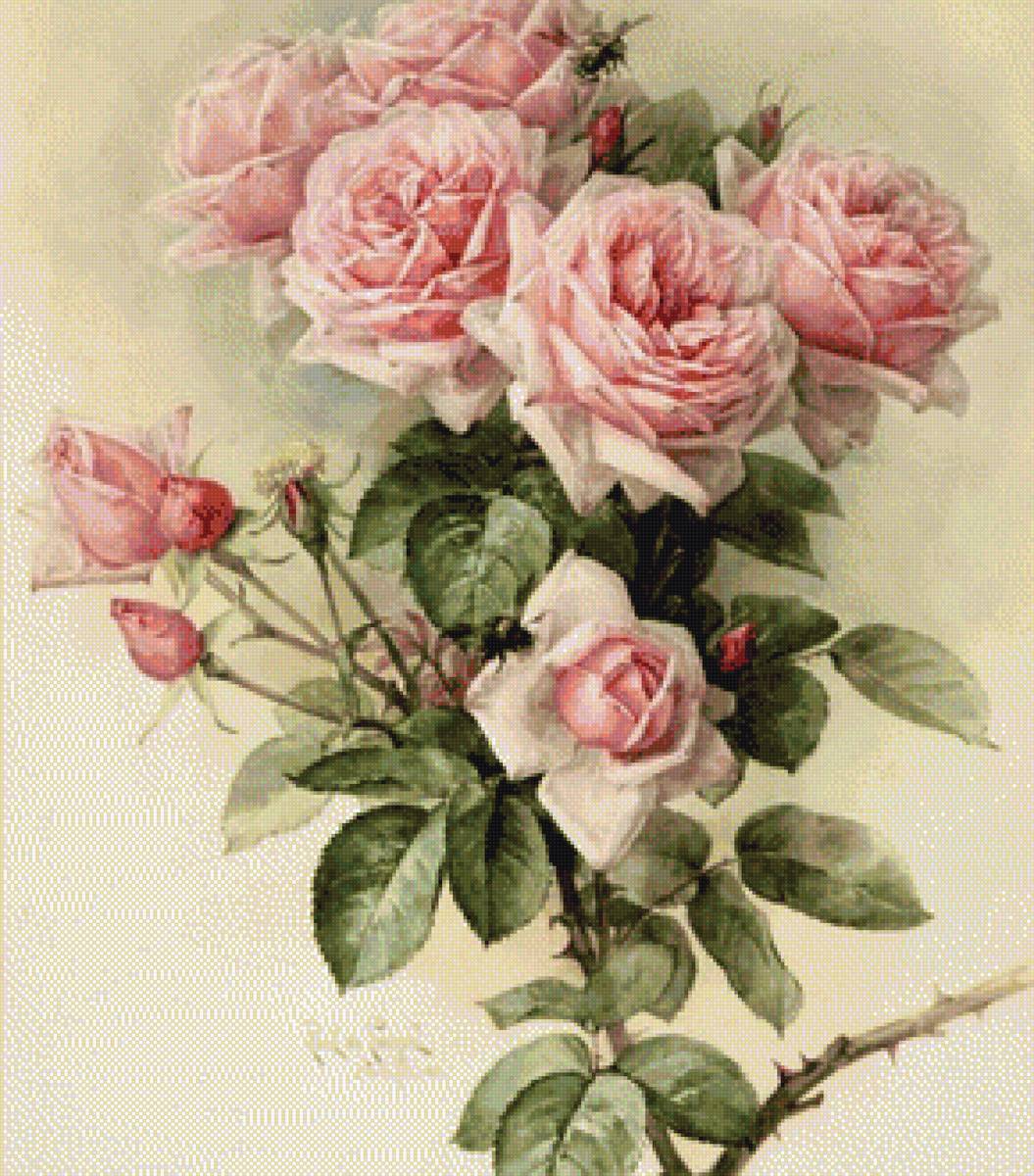 5579 - предпросмотр