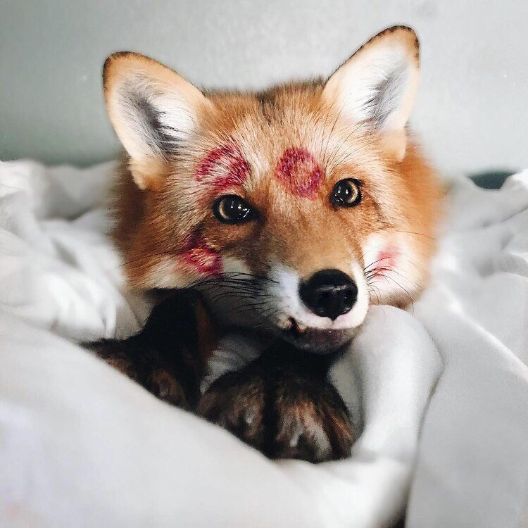 Лисичка - лис, постель, поцелуи - оригинал