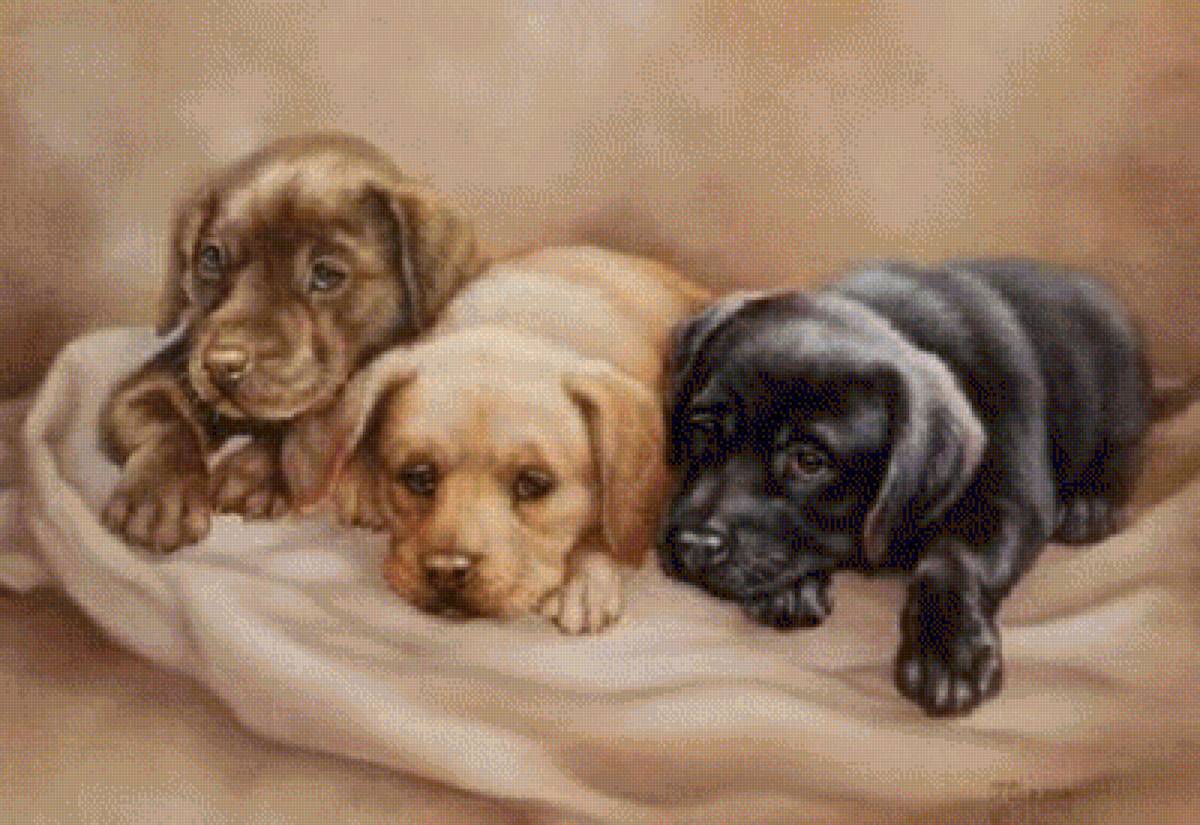 щеночки - щенки, животные, собаки - предпросмотр