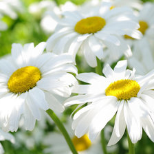 Схема вышивки «ромашки»