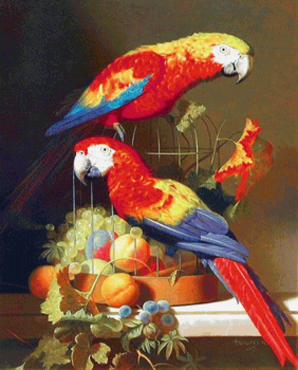 Попугаи - птицы, попугай - предпросмотр