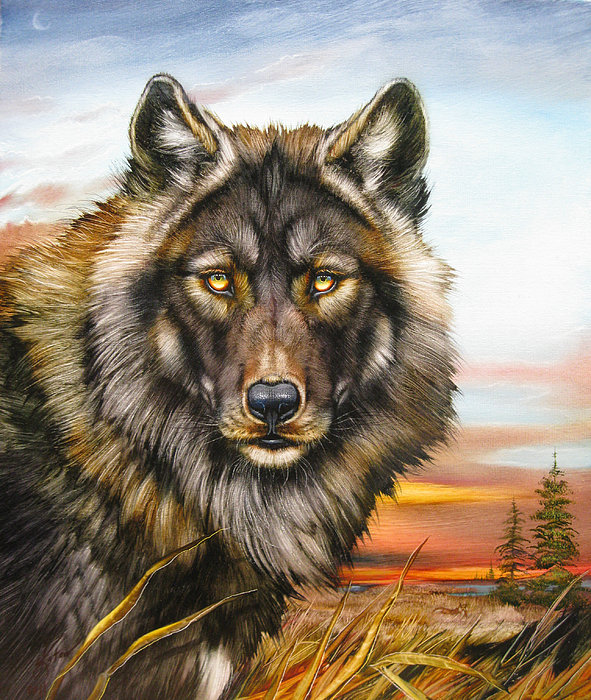 Волк - волк, животные - оригинал