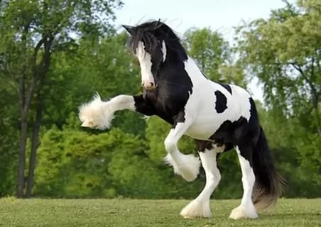 Конь огонь - животные, лошади - оригинал