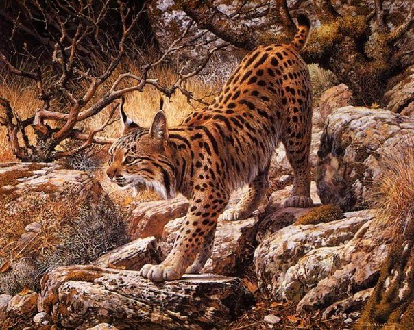 123563 - звери - оригинал