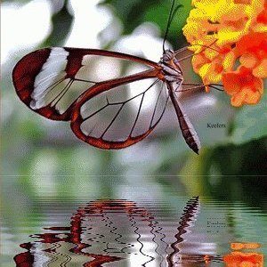 №1397590 - отражение - оригинал