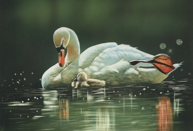 Лебединая мама - птицы - оригинал