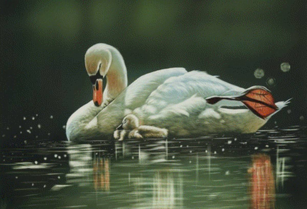 Лебединая мама - птицы - предпросмотр