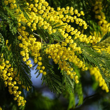 Схема вышивки «красота»
