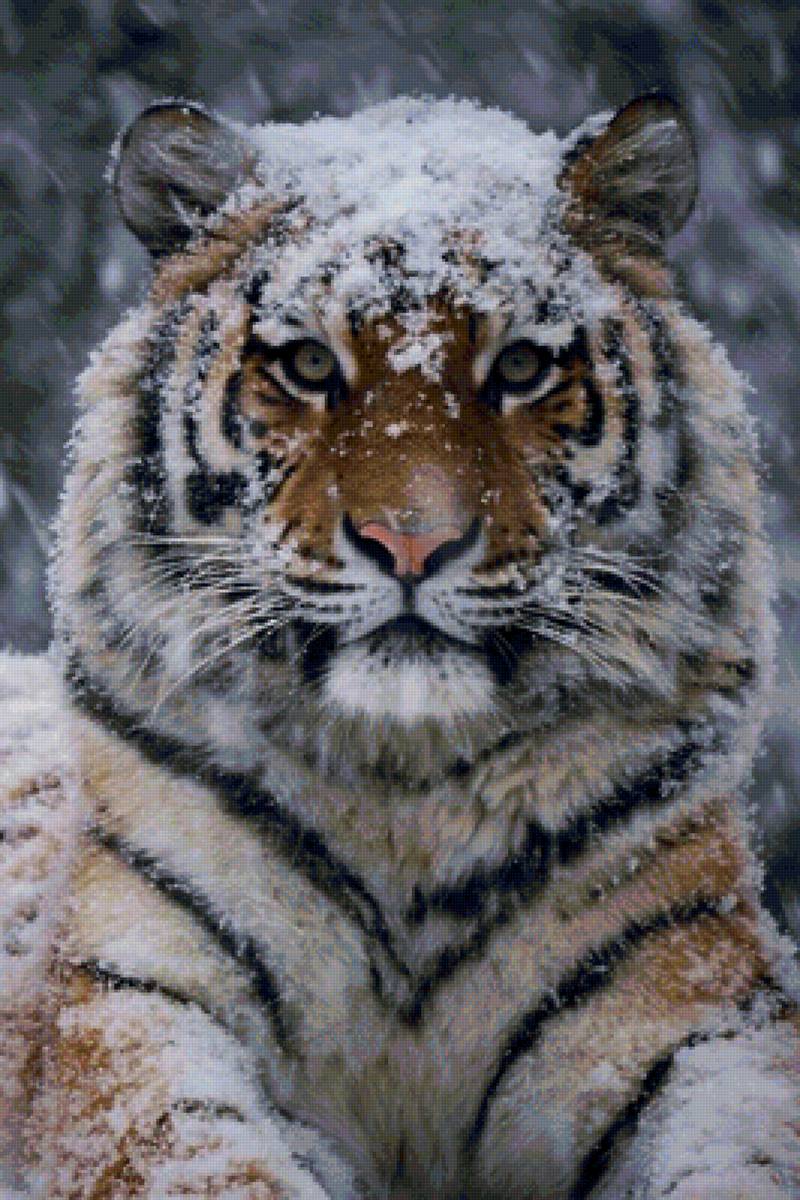 Красавчик - тигр, красавчик, снег, улыбнись, зима - предпросмотр