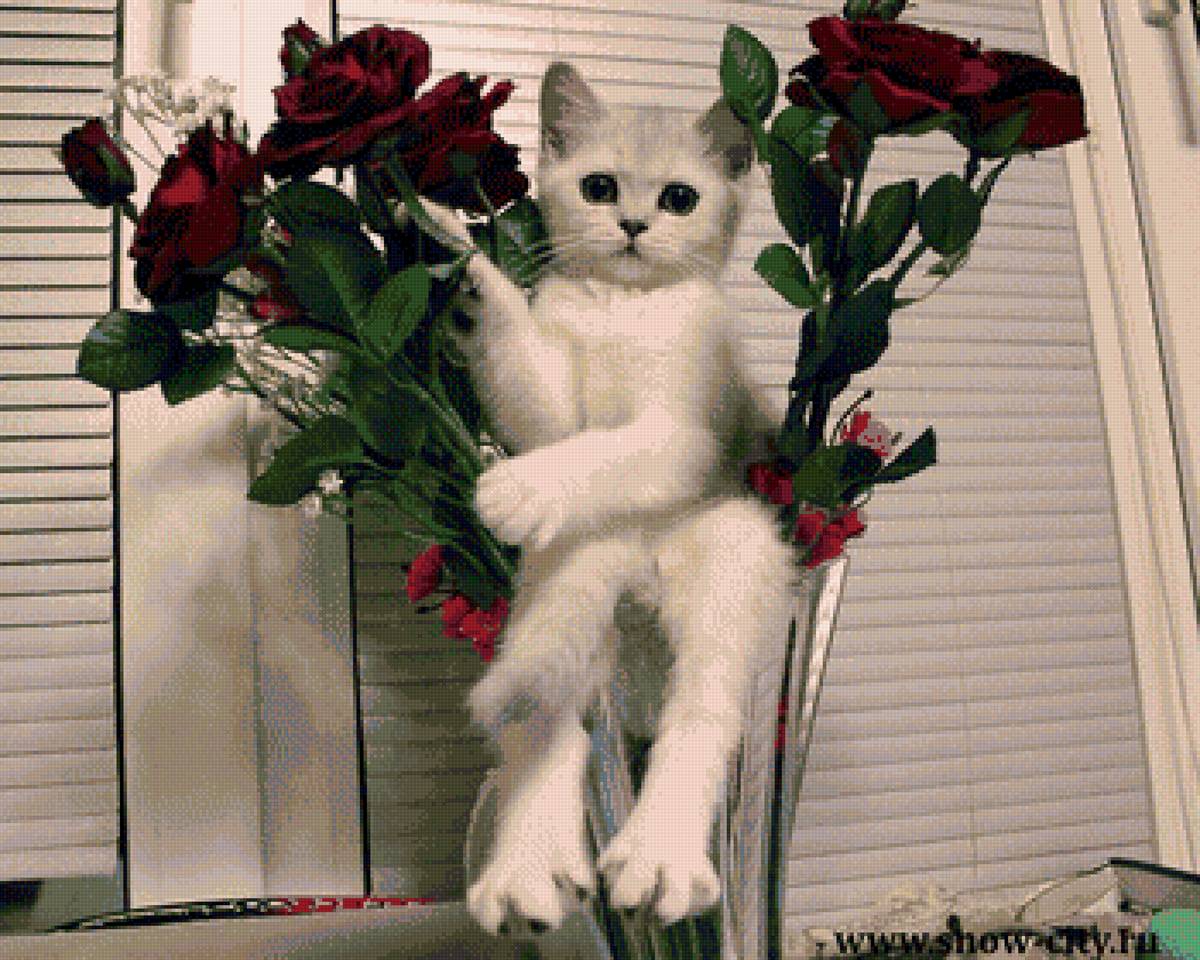 кот в вазе - предпросмотр