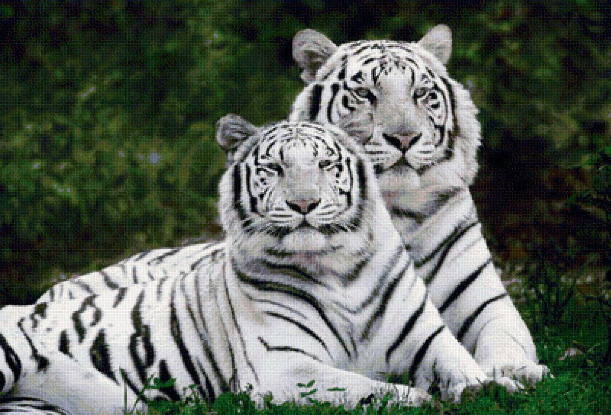 2 белых тигра - предпросмотр