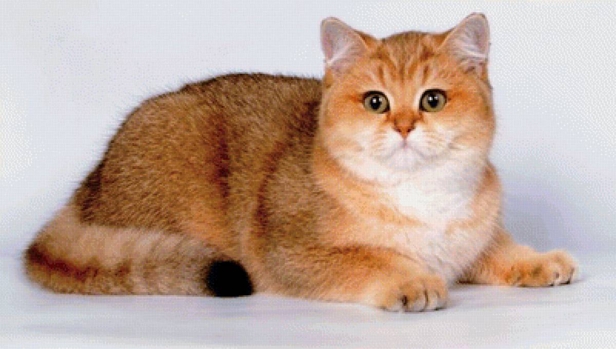 кот - кошки, коты - предпросмотр