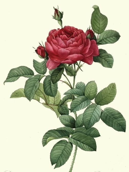 роза - роза, розы, цветы, красота - оригинал