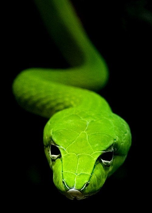 Змея - змеи, питон, зеленый - оригинал