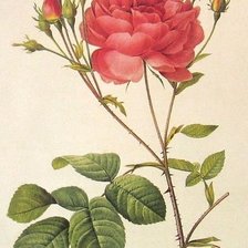 Оригинал схемы вышивки «роза» (№1399636)