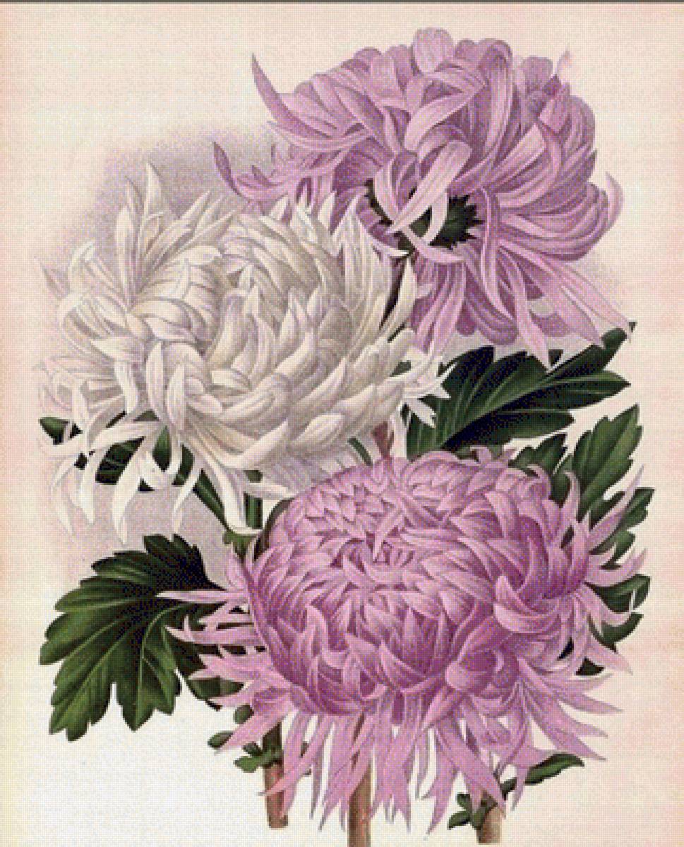 Хризантемы - предпросмотр