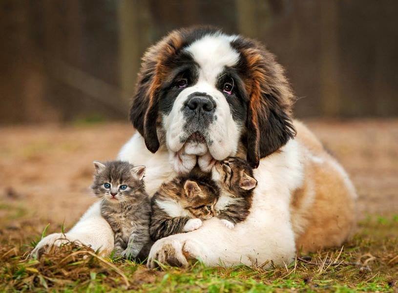 Нежность - собаки, котята - оригинал