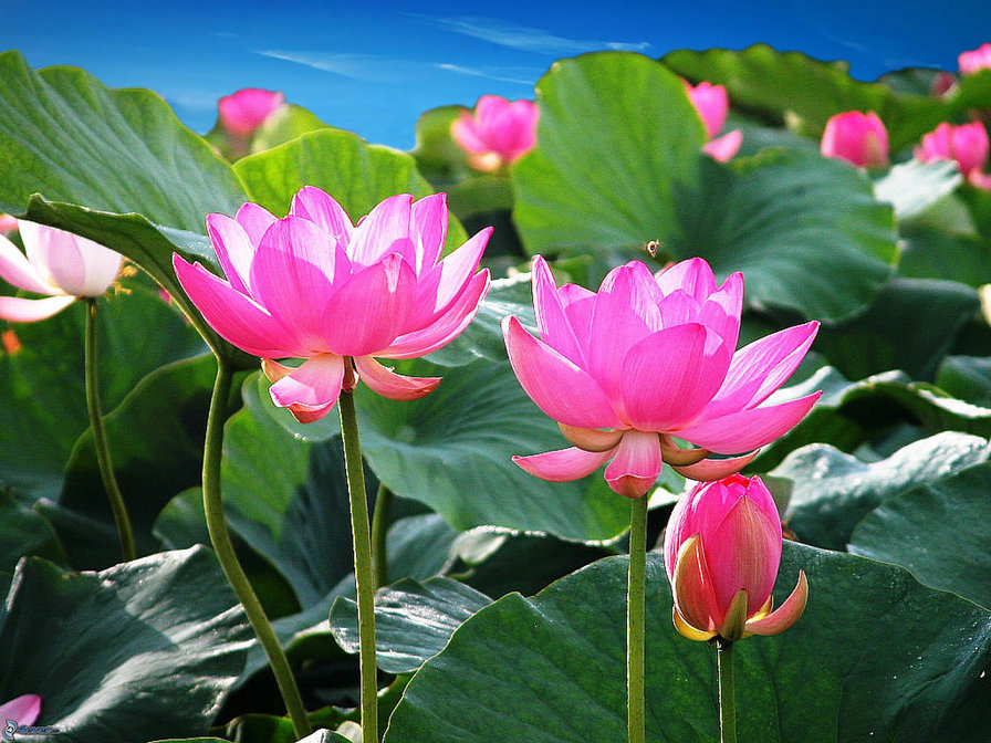 лилии - лилии, лилия - оригинал