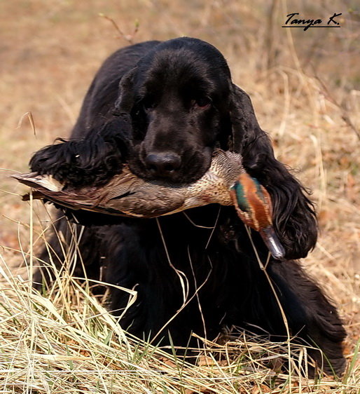 Спаниель на охоте - охота, собака - оригинал