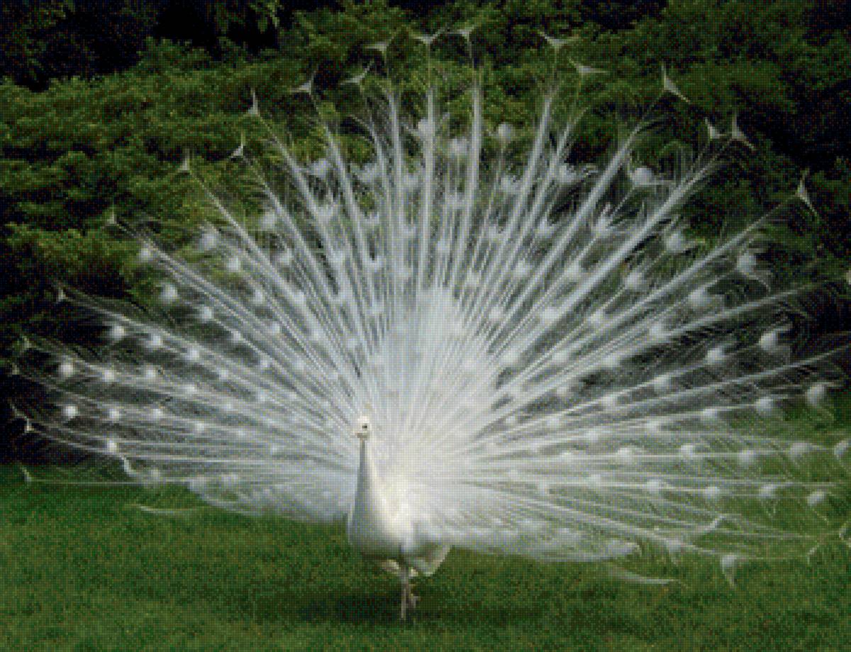 Белый павлин - природа, павлины, птицы, картина, живопись - предпросмотр