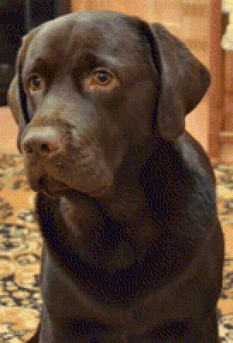 Амон - собака, лабрадор - предпросмотр