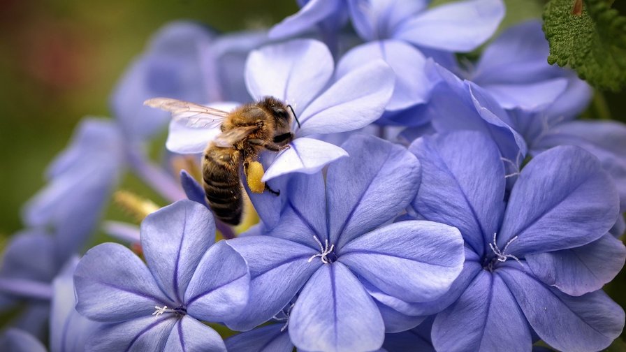 гортензия и пчела - лето, пчела, гортензия - оригинал