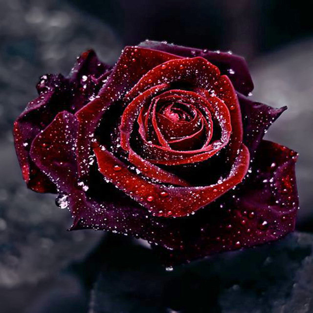 Бархатная роза - роза. бархат, бордо - оригинал