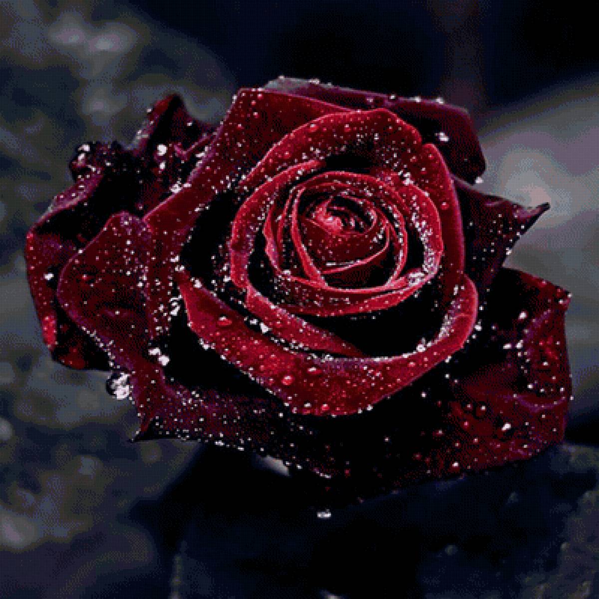 Бархатная роза - бордо, роза. бархат - предпросмотр