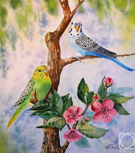 Волнистые попугайчики - попугаи, птицы - оригинал