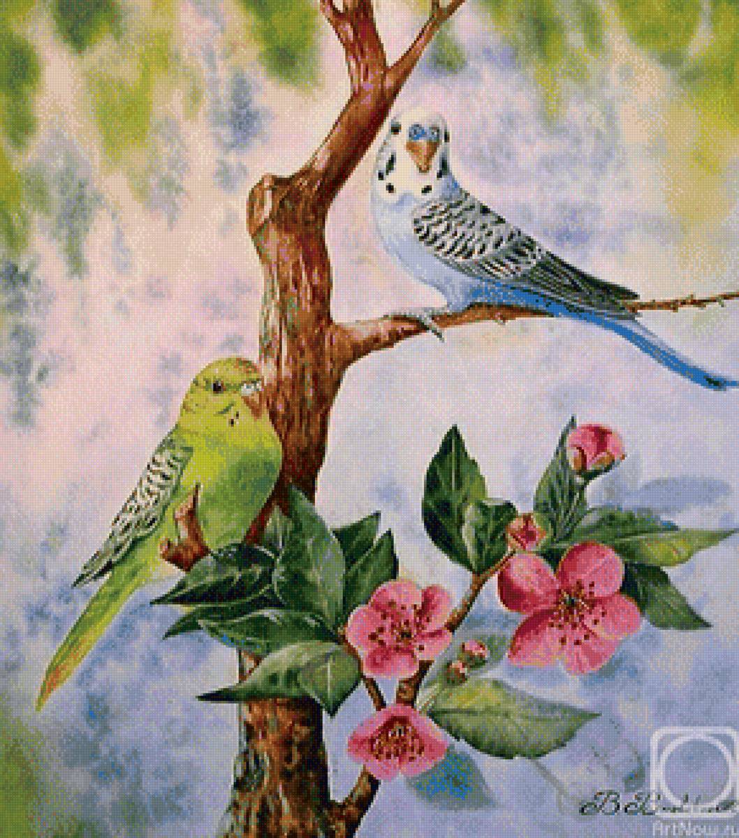 Волнистые попугайчики - птицы, попугаи - предпросмотр