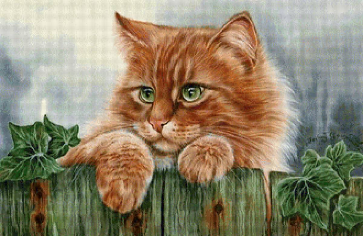 Рыжий котик - животные, коты - предпросмотр