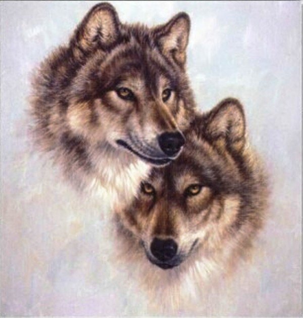 пара волков - волки - оригинал
