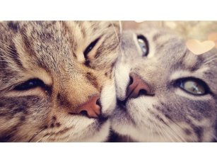 Кошки - любовь, пара, животные - оригинал