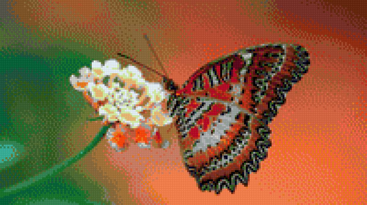 Бабочка - бабочка, природа, цветок - предпросмотр