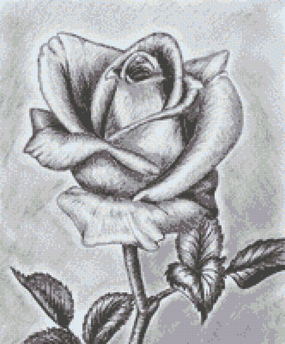 Роза - цветы - предпросмотр