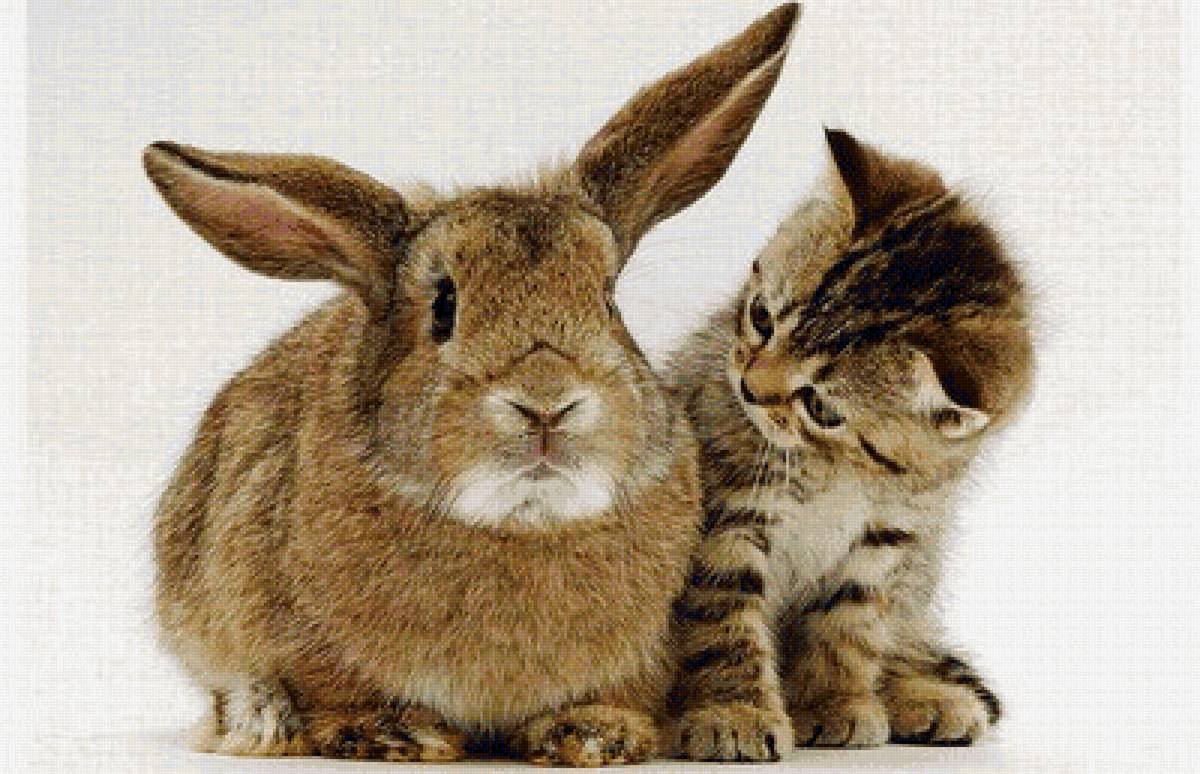 друзья - животные, кролики, кошки - предпросмотр