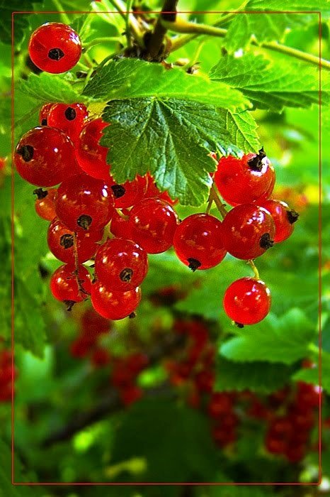 смородина - смородина - оригинал