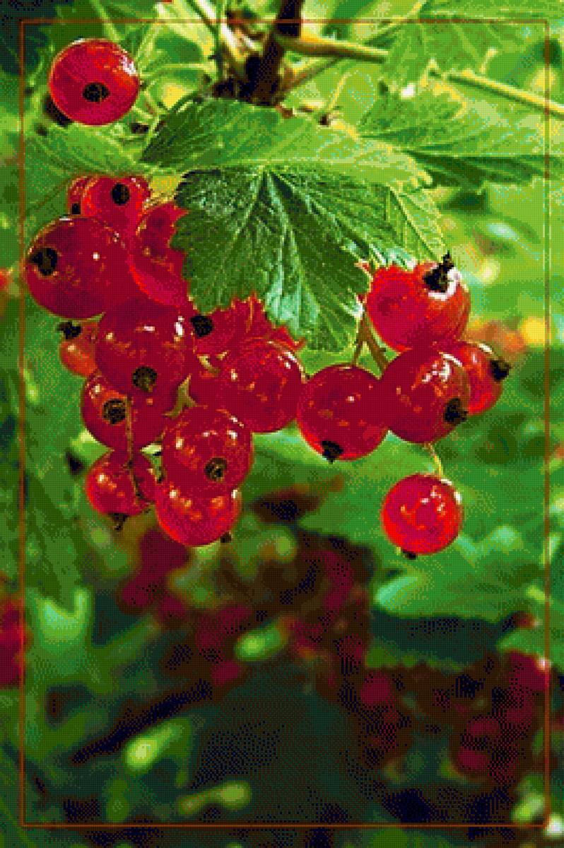 смородина - смородина - предпросмотр