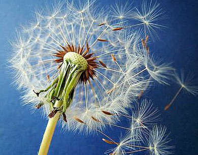 одуванчик - цветы - оригинал